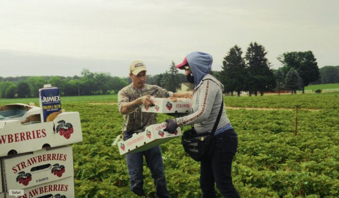 Two workers are transferring boxes of strawberries in a lush green field where more berry boxes and a pineapple juice carton are stacked, with trees visible in the background under a cloudy sky.